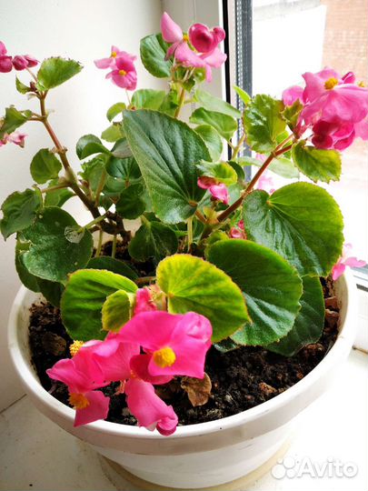 Комнатные цветы в горшках