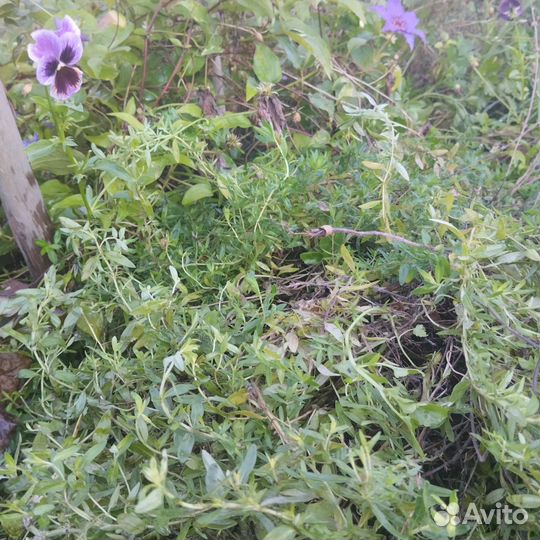 Thymus Продам чабрец чай с чабрецом ароматный
