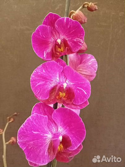 Орхидеи фаленопсисы отцветашки