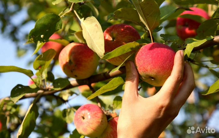 Рабочий. Сборщик яблок