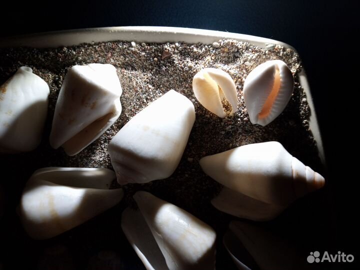 Морские ракушки раковины 2