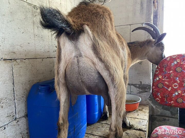 Дойные козы, альпийские