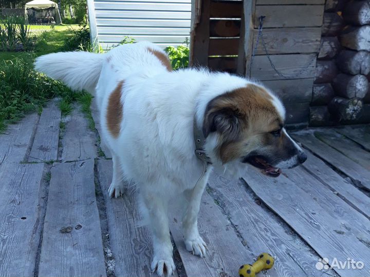 Московская сторожевая в добрые руки