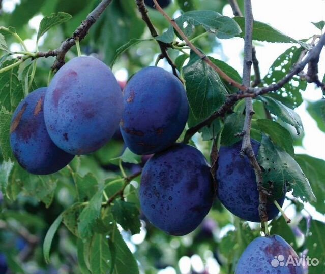 Саженцы слива Утро Эмпресс