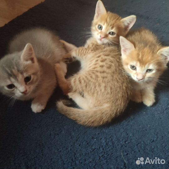 Британские котята) готовы к переезду)