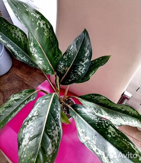 Аглаонема Чатра Монгол