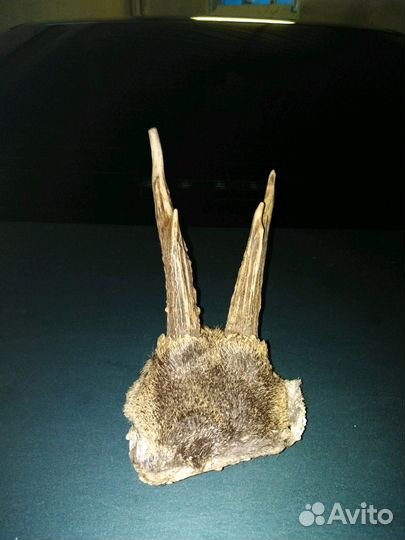 Рога косули