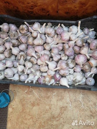 Чеснок домашний