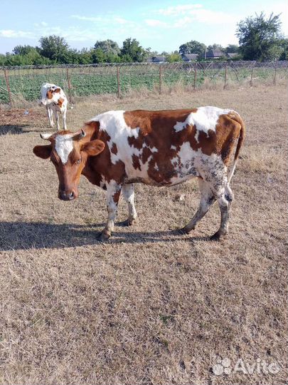 Первотелочки