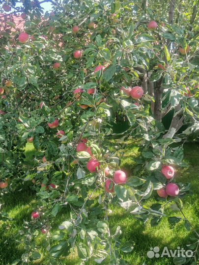 Яблоки домашние сочные