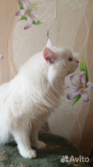 Котик Котя