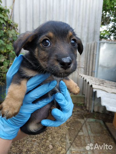 Отдам щенков в добрые руки