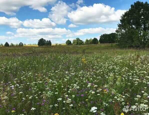 Мед 24 года из Алтая опт