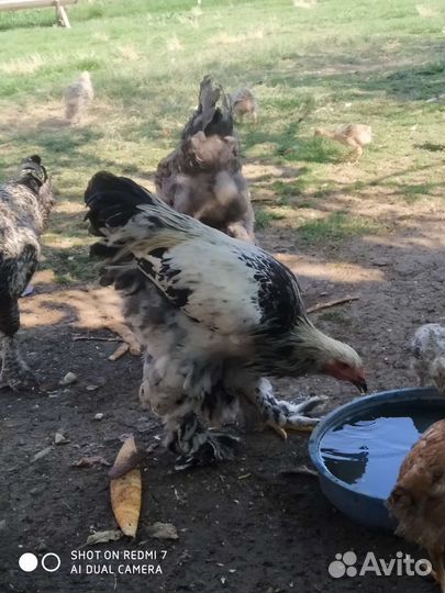 Куры и петухи брама