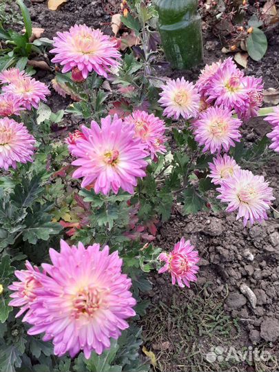 Хризантемы