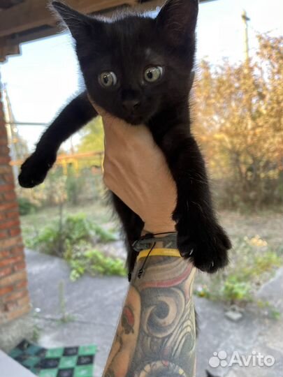 Котята в добрые руки мальчики