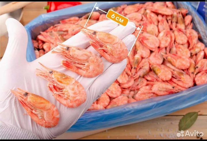 Креветка северная