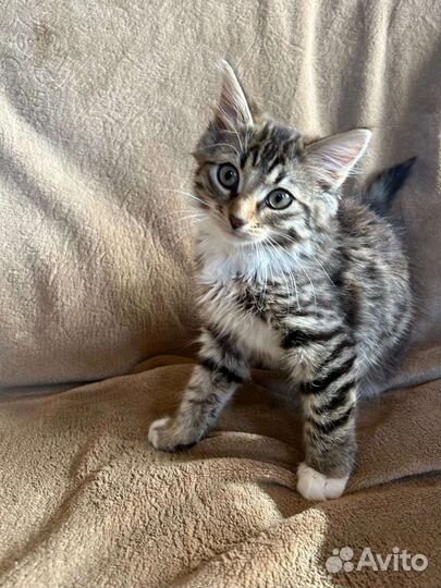 Котятам- красотулькам нужен дом. На передержке