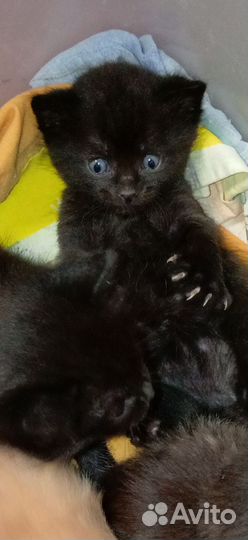 Котята в добрые руки бесплатно приученные к лотку