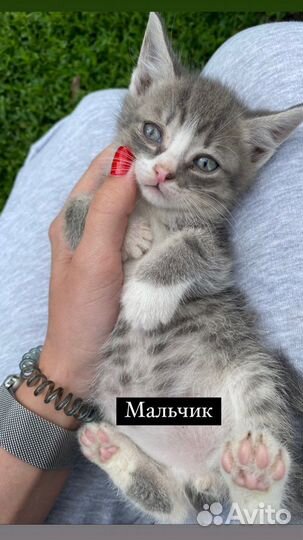 Котята в добрые руки даром