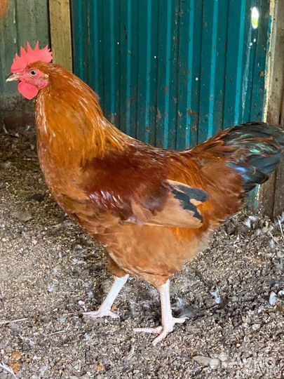 Петухи молодые породистые