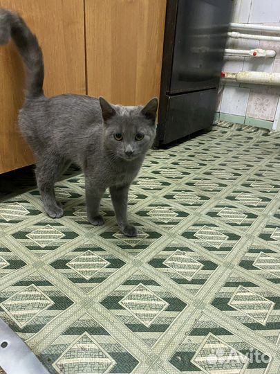 Котик в добрые руки