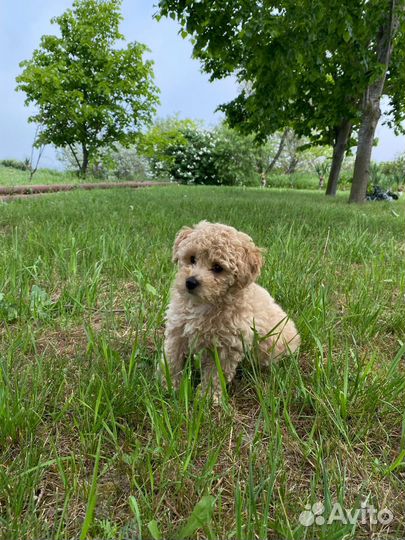 Мальчик мальтипу