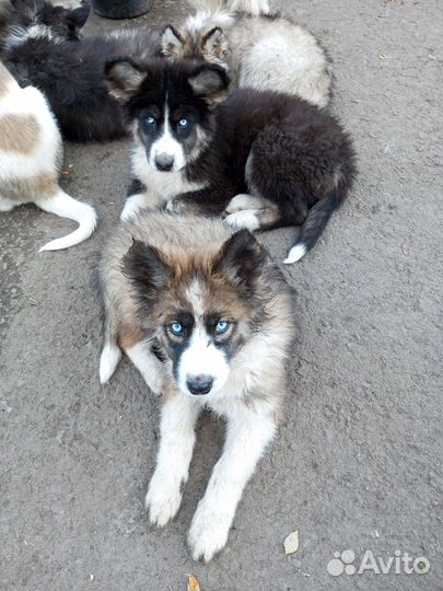 Собака в добрые руки хаски