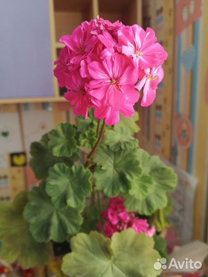 Пеларгония герань