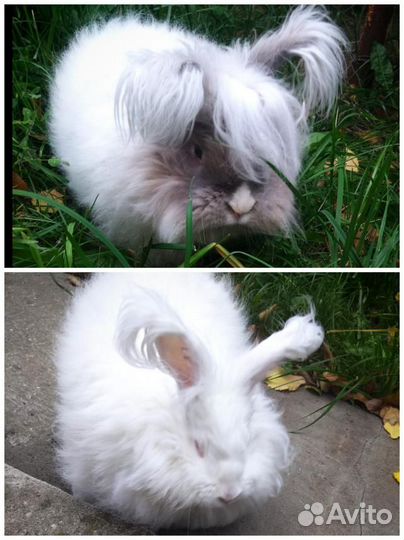 Пух, шерсть ангорского кролика