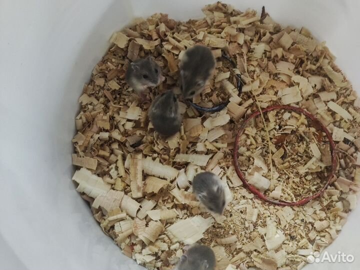 Джунгарики