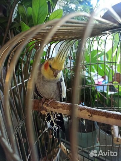 Попугаи корелла пара мальчик девочка с клеткой