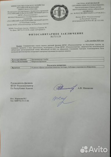 Рассада клубники Флоренс