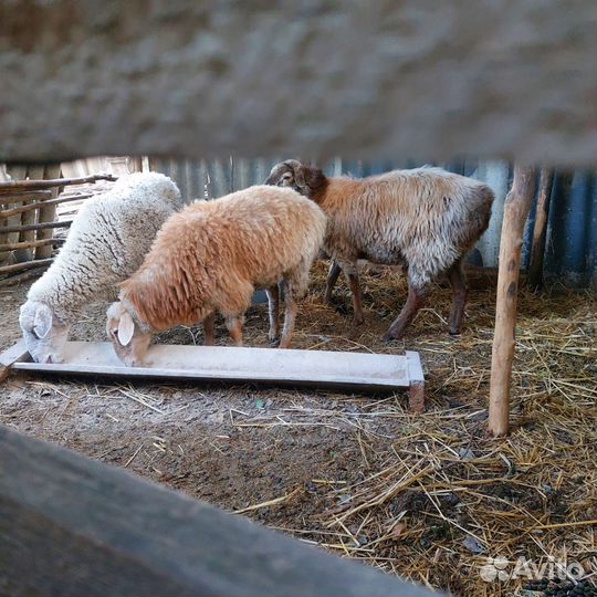 Продаются барашки