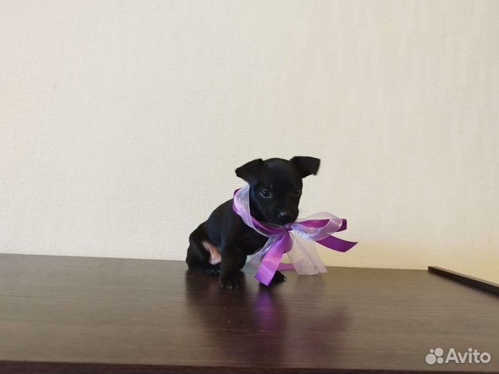 Чихуахуа, тойтерьеры, карликовые пинчеры Доставка