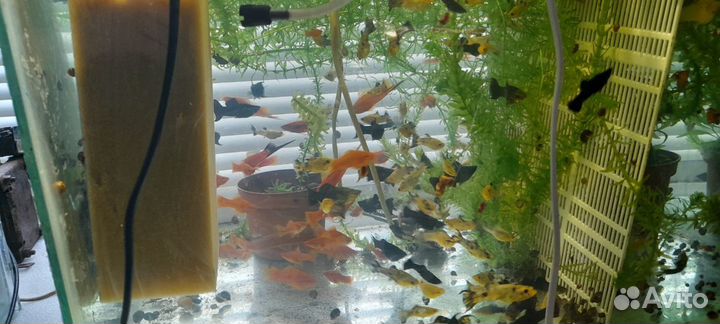 Аквариумные рыбки