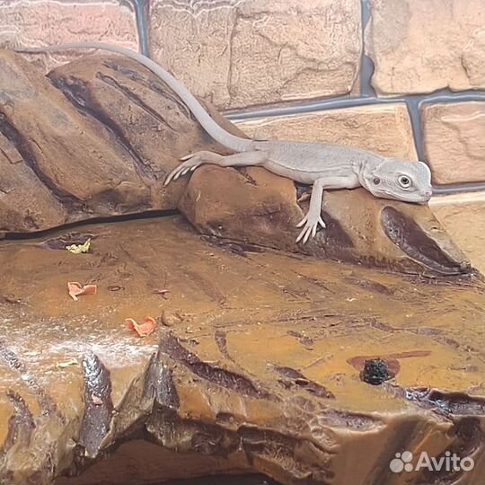 Передержка рептилий (змеи, ящерицы)