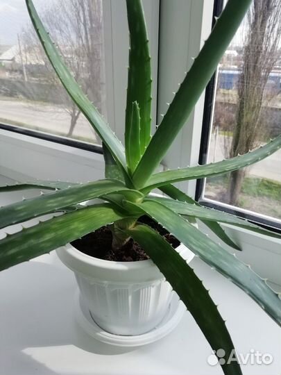 Алоэ лечебный