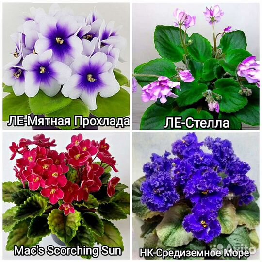 Фиалка(сенполия). Детки мини