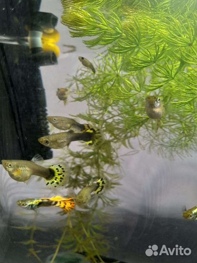 Рыбы гуппи