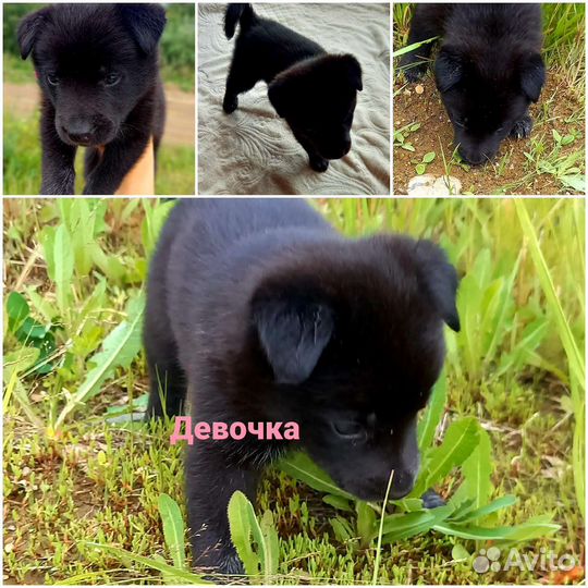 Щенки