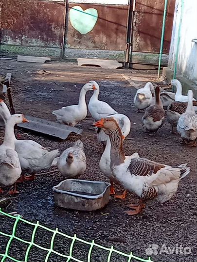 Гусята суточные