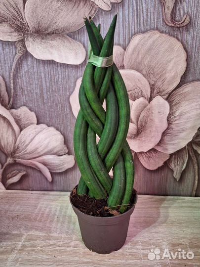 Сансевиерия твистер