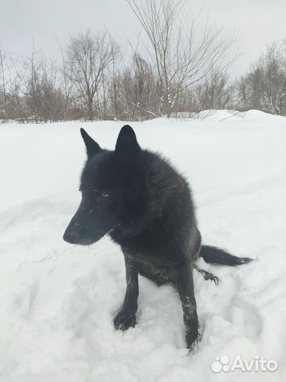 Немецкая овчарка