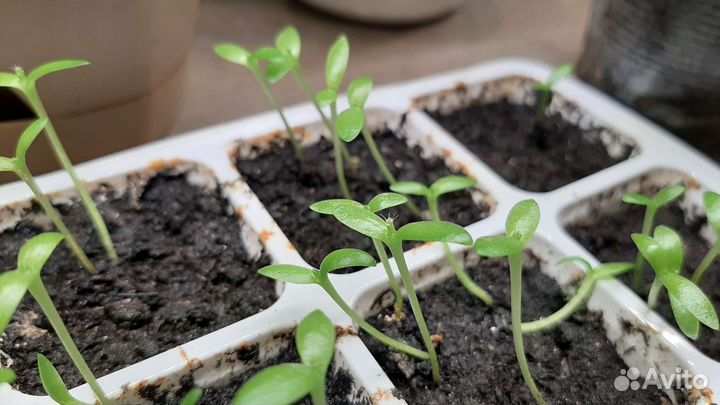 Питахайя, драконий фрукт