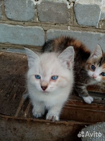 Котята в добрые руки бесплатно