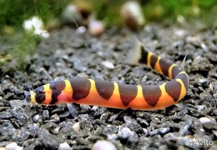 Аквариумные рыбки