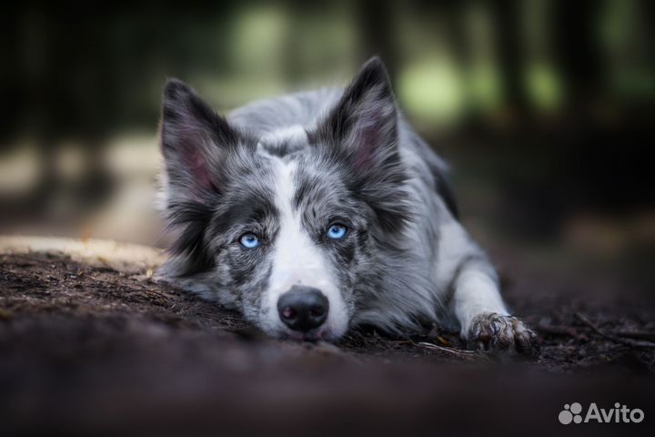 Кобель бордер колли для вязки