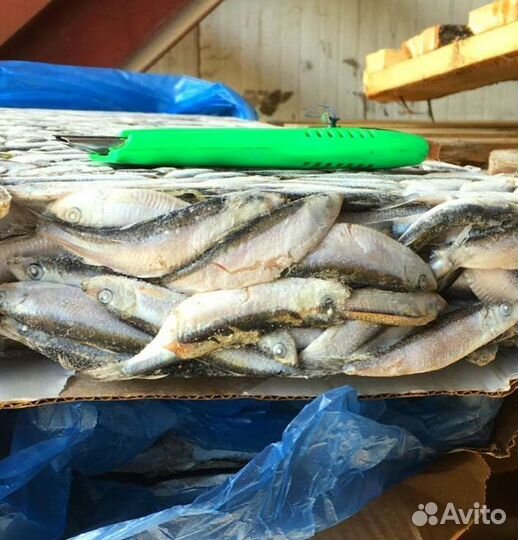 Килька свежемороженая каспийская