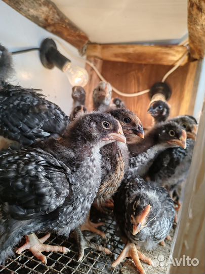 Цыплята породы Гриз бар